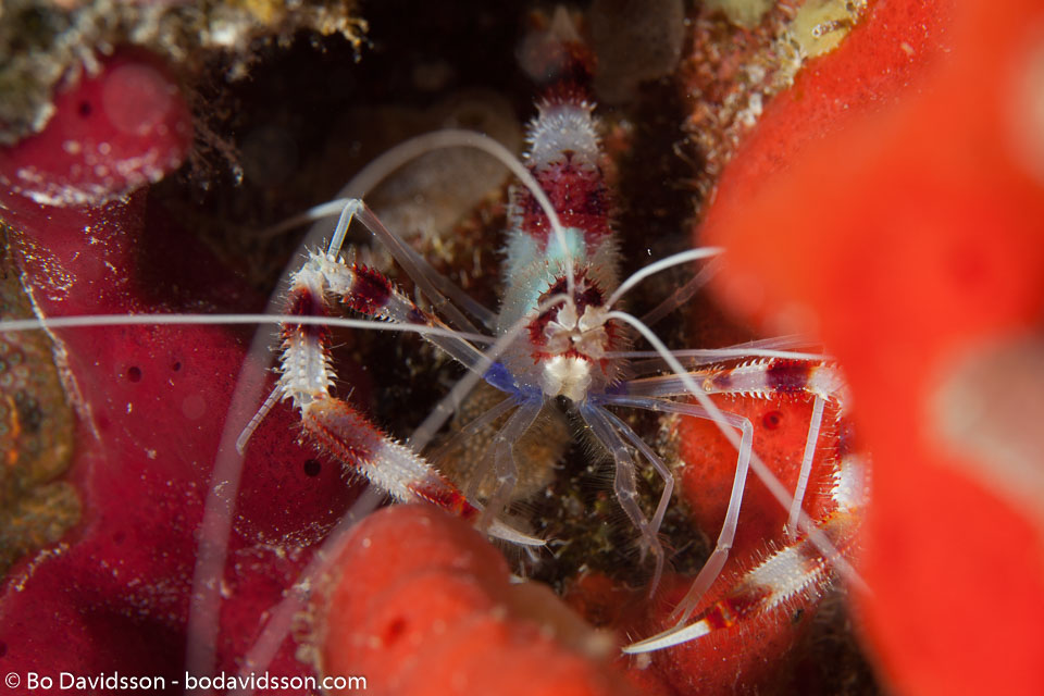BD-101213-Playa-del-Carmen-3135-Stenopus-hispidus-(Olivier.-1811)-[Banded-coral-shrimp].jpg